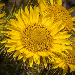 Berkheya multijuga