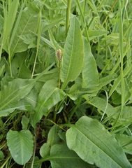 Bistorta officinalis