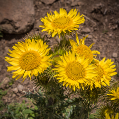 Berkheya multijuga