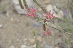 Onobrychis dielsii