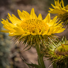 Berkheya multijuga