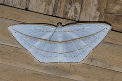 Orthocabera ocernaria