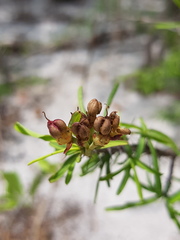 Euphorbia pedilanthoides image