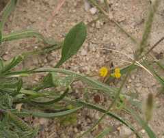 Scorpiurus muricatus