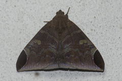 Pindara illibata