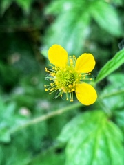 Geum urbanum