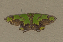 Agathia hemithearia
