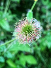 Geum urbanum