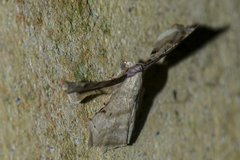 Gonodontis clelia