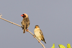 Red-Billed Quelea photo 4