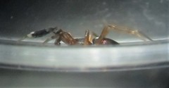 Phrurolithidae