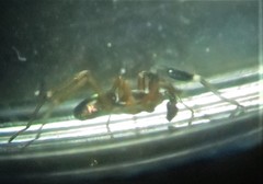 Phrurolithidae