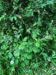 Geum urbanum