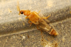 Distremocephalus texanus