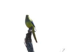 Neophema chrysostoma