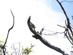 Neophema chrysostoma