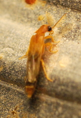 Distremocephalus texanus