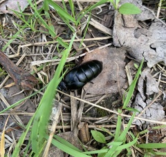 Meloe brevicollis