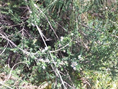 Diplostephium ericoides