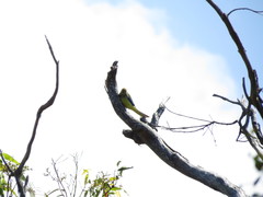 Neophema chrysostoma