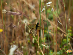 Libelloides ictericus