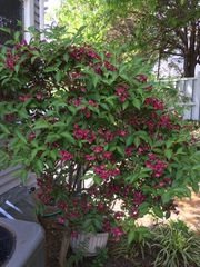 Weigela floribunda