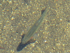 Pseudochondrostoma duriense