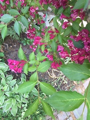 Weigela floribunda