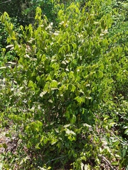 Rinorea angustifolia image