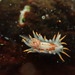 Fiery Nudibranch - Photo (c) Robyn Payne, some rights reserved (CC BY-NC), uploaded by Robyn Payne