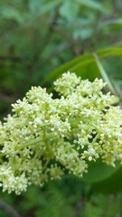 Sambucus racemosa