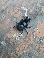 Lethrus apterus