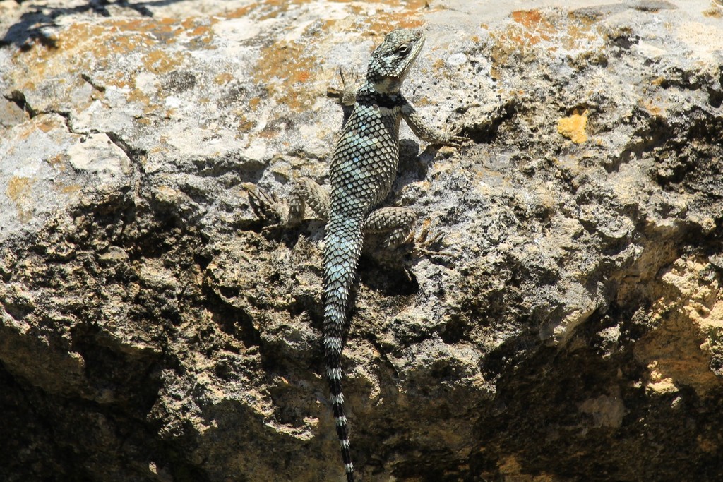 Crevice Spiny Lizard from Sonora, TX 76950, USA on May 21, 2021 at 12: ...