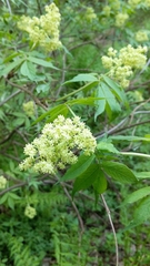 Sambucus racemosa