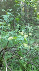 Sambucus racemosa