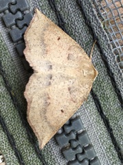 Metarranthis indeclinata