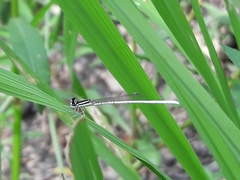 Agriocnemis lacteola