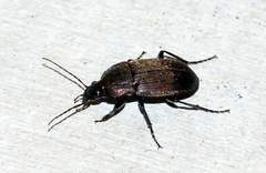 Chlaenius tomentosus