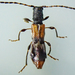 Dolocerus reichii - Photo (c) Peter Danter, some rights reserved (CC BY-ND), uploaded by Peter Danter