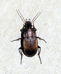 Chlaenius tomentosus