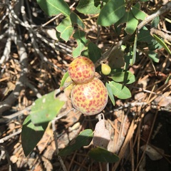 Andricus vacciniifoliae