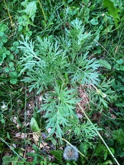 Artemisia absinthium