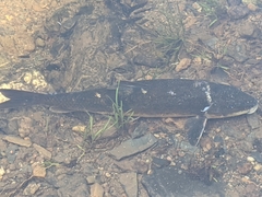 Catostomus catostomus