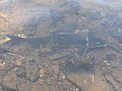 Catostomus catostomus