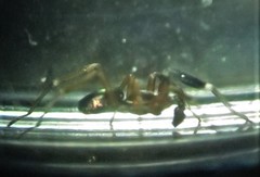 Phrurolithidae