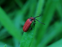 Lopheros rubens