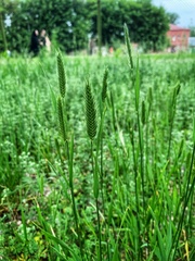 Agropyron cristatum