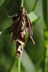 Canephora hirsuta