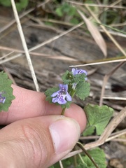 Glechoma hederacea