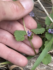Glechoma hederacea